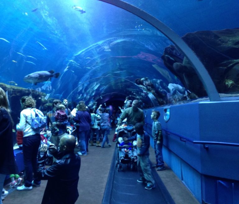 Coupons For Aquarium In Atlanta Green Vacation Deals
